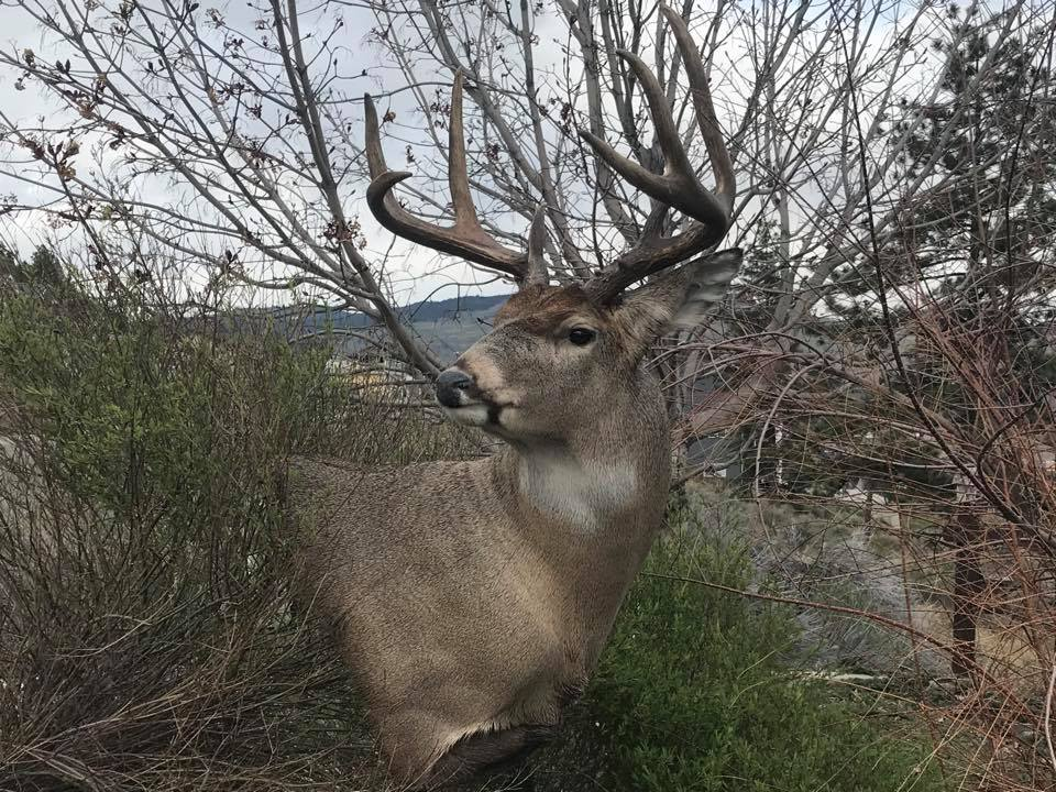 Wilderness Taxidermy Studio | 2709 Grandview Heights, Merritt, BC V1K 1R1, Canada | Phone: (250) 315-5071