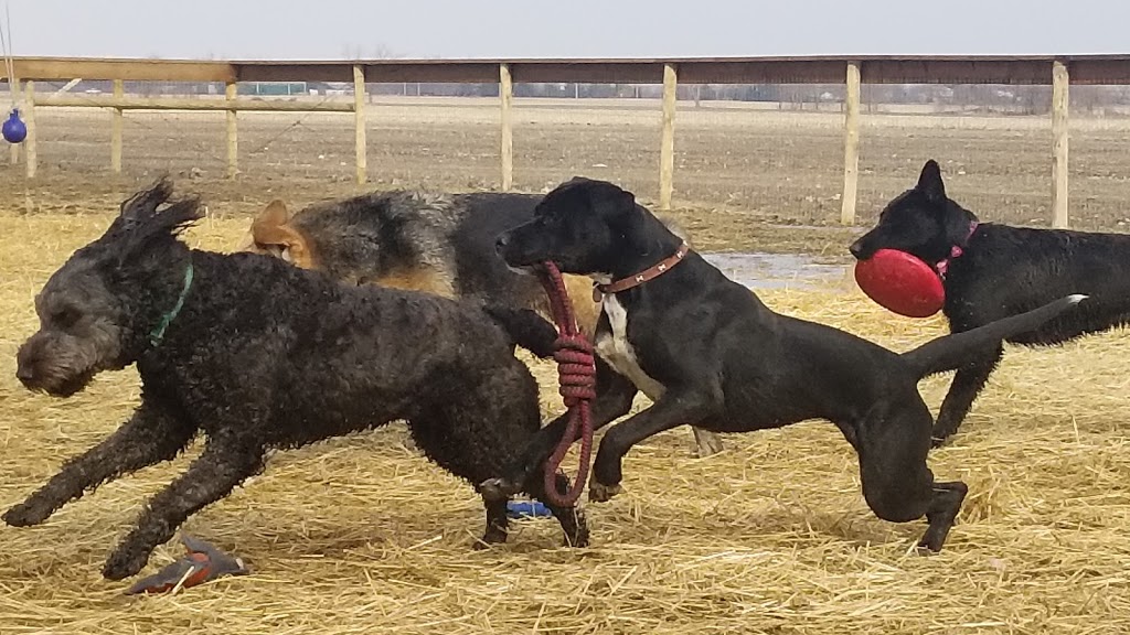 Happy Paws Dog Daycare & Boarding | 2190 County Rd. 20 W, Harrow, ON N0R 1G0, Canada | Phone: (226) 787-2809