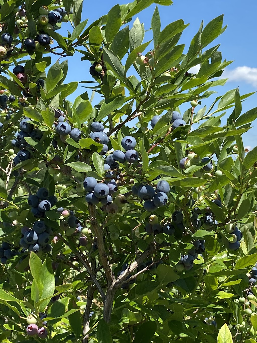 BLEUETIÈRE Les jardins bleus | 4 Chem. Montplaisir, Hatley, QC J0B 2C0, Canada | Phone: (438) 321-5666