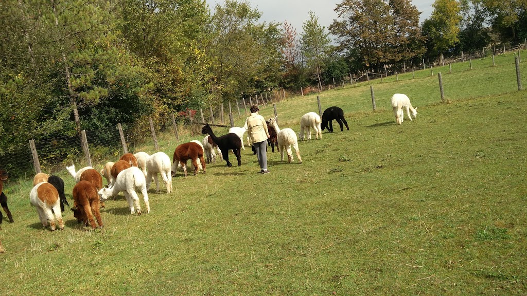 Salem Alpacas | 363 Salem Rd, Manilla, ON K0M 2J0, Canada | Phone: (705) 786-2023