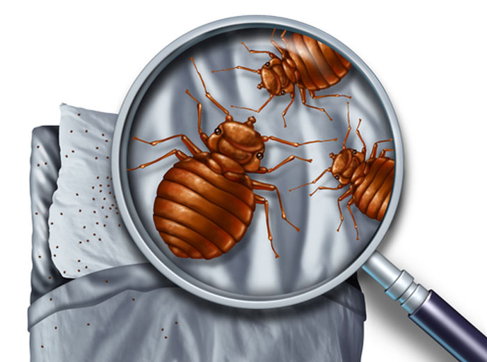 Integral XT Pest Control West Island | 2949 Rue Montcalm, Vaudreuil-Dorion, QC J7V 7W9, Canada | Phone: (855) 472-3352