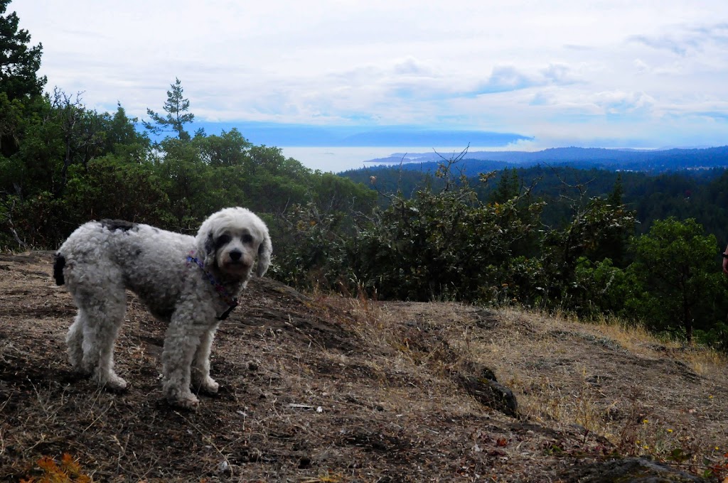 Sniffing Daisies Canine Care | 2911 Sooke Lake Rd, Victoria, BC V9B 4R6, Canada | Phone: (250) 889-2970