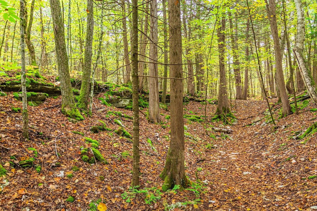 Crowe Bridge Conservation Area | 670 Crowe River Rd, Marmora, ON K0K 2M0, Canada | Phone: (705) 653-1900