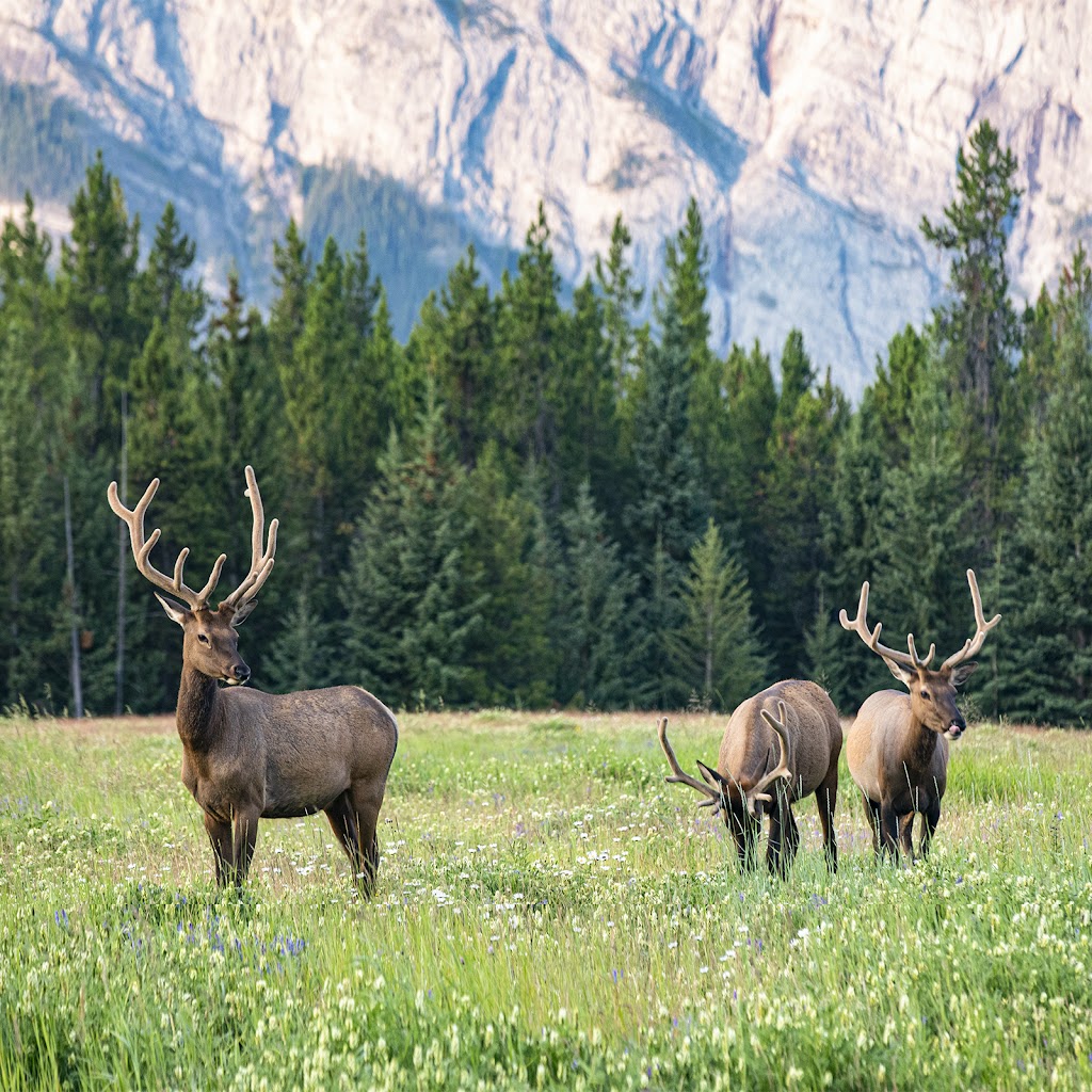 Brian Merry Photography | 122 Eagle Crescent Unit C, Banff, AB T1L 1A2, Canada | Phone: (403) 763-1114