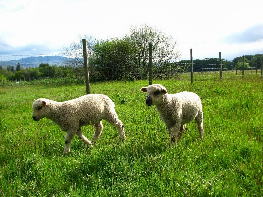 Kelowna Free Graze Lamb | 3652 Spiers Rd, Kelowna, BC V1W 4A9, Canada | Phone: (778) 581-8561