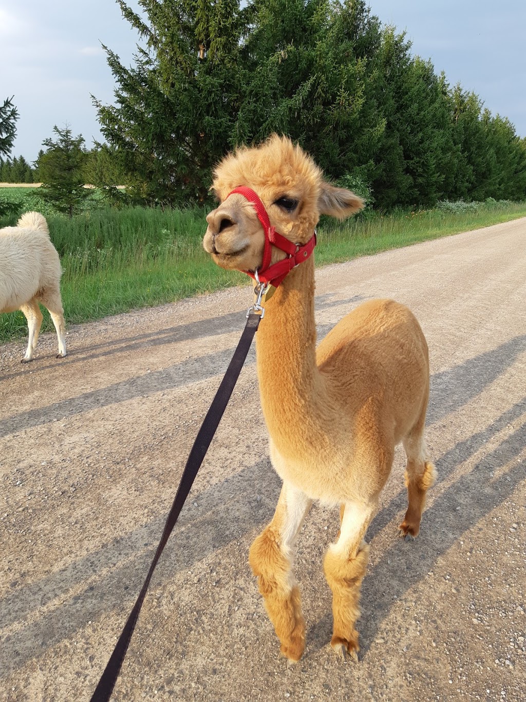 Sylvan Alpacas | 33015 Sylvan Rd, Parkhill, ON N0M 2K0, Canada | Phone: (226) 964-1764