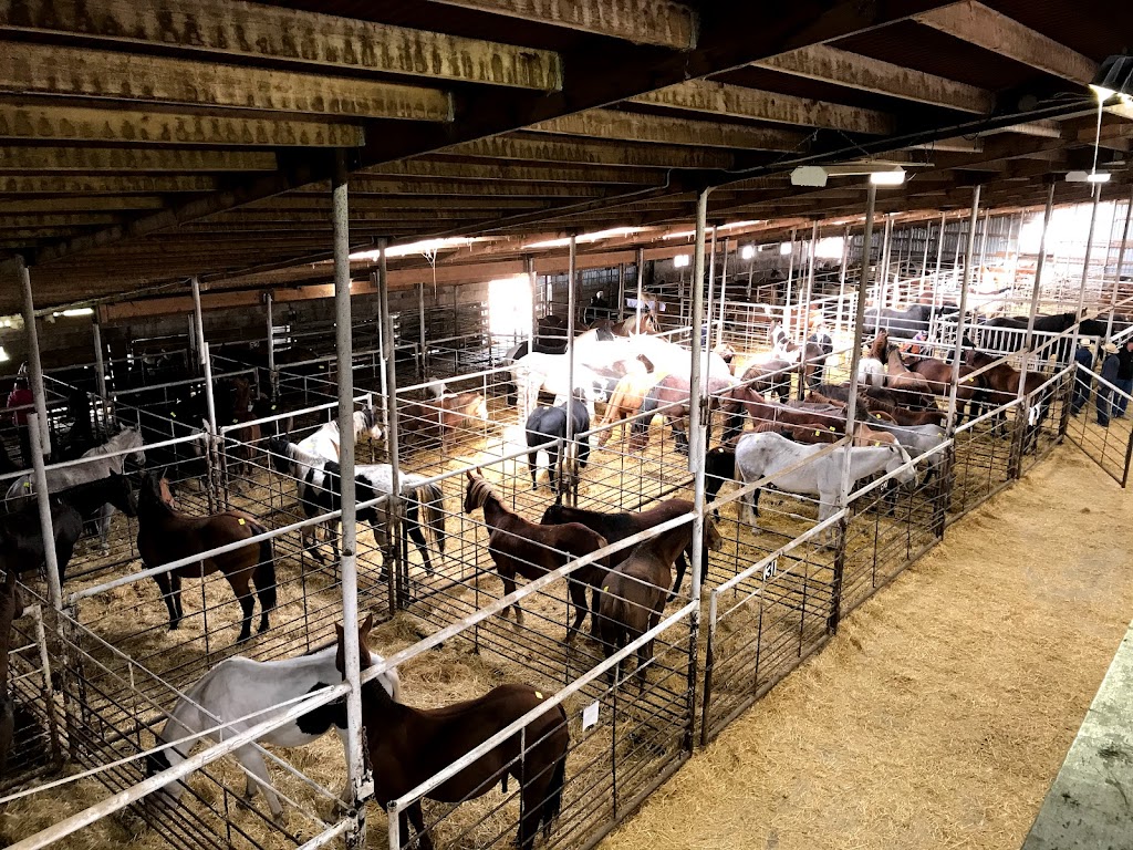 Grunthal Livestock Auction Mart Ltd | 28121 Private 205 Rd, Grunthal, MB R0A 0R0, Canada | Phone: (204) 434-6519