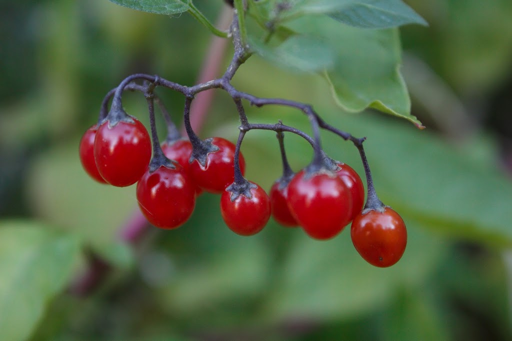 Old Willow Green Community Garden | Cherry St, Kitchener, ON N2G, Canada | Phone: (519) 742-3248