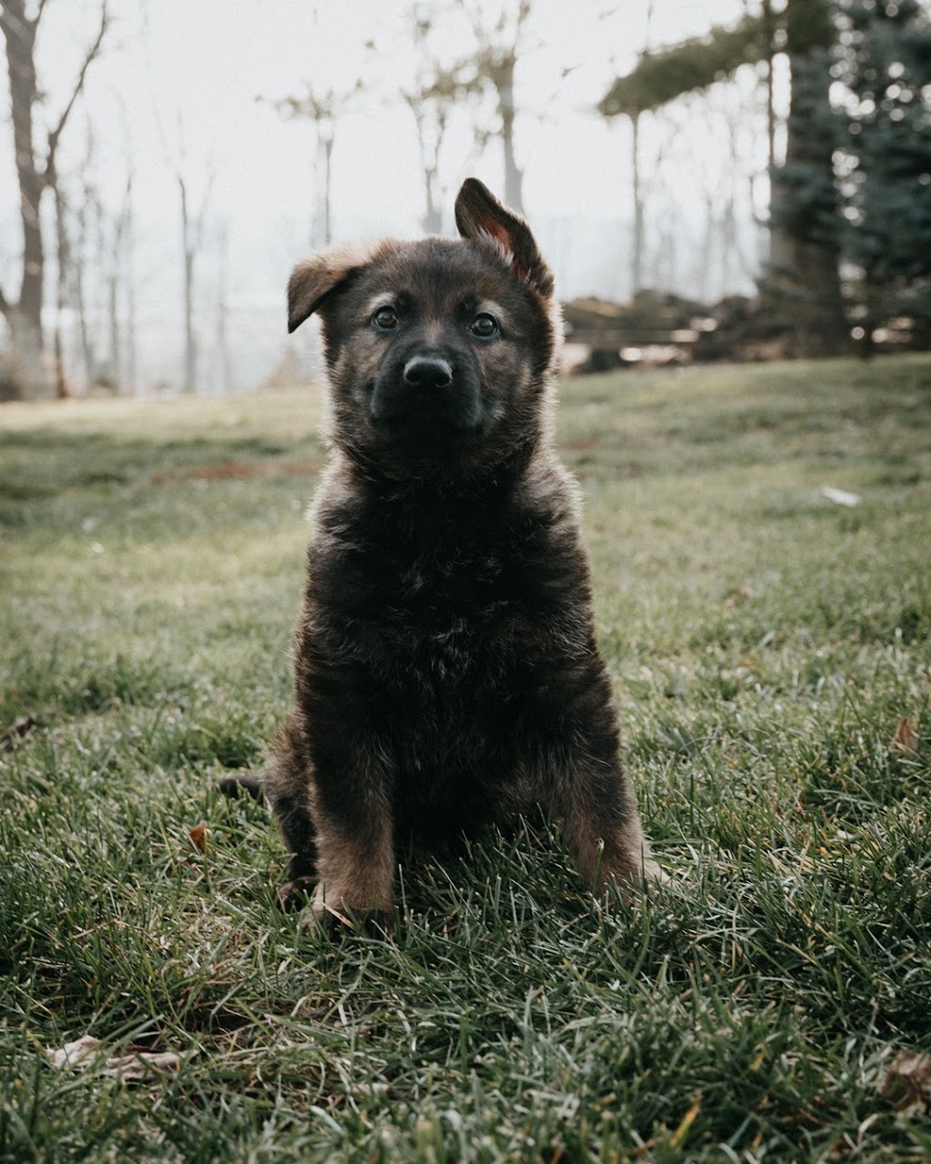 OPD-K9 German Shepherds | 1245 Beaverdale Rd, Cambridge, ON N3C 2V3, Canada | Phone: (226) 972-1720