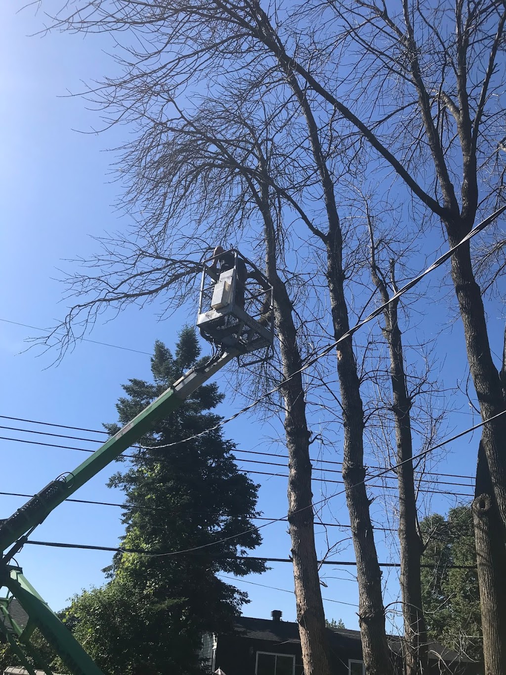 TAS Tree Removal & Pruning | 20 Rue de Lausanne, Kirkland, QC H9H 3Y6, Canada | Phone: (514) 701-2684