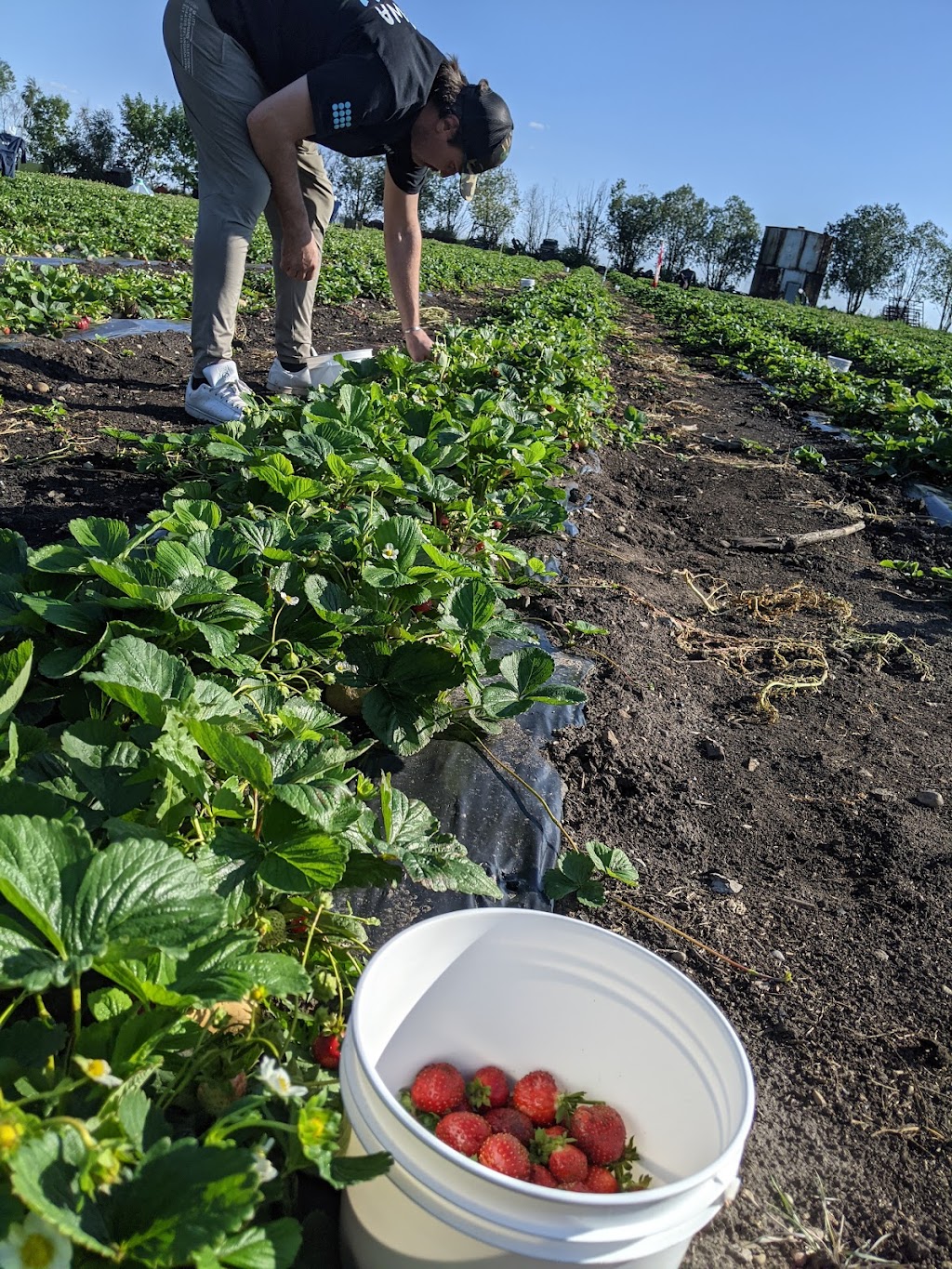 Chuck’s Berry farm | 55412, Range Rd 254, AB T8T 0V8, Canada | Phone: (780) 699-6693