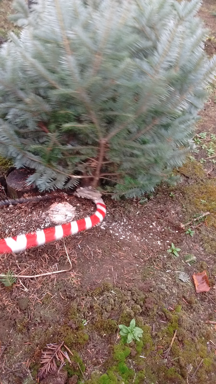 Dogwood Christmas Tree Farm | 8589 252 St, Langley City, BC V1M 3P1, Canada | Phone: (604) 888-9161