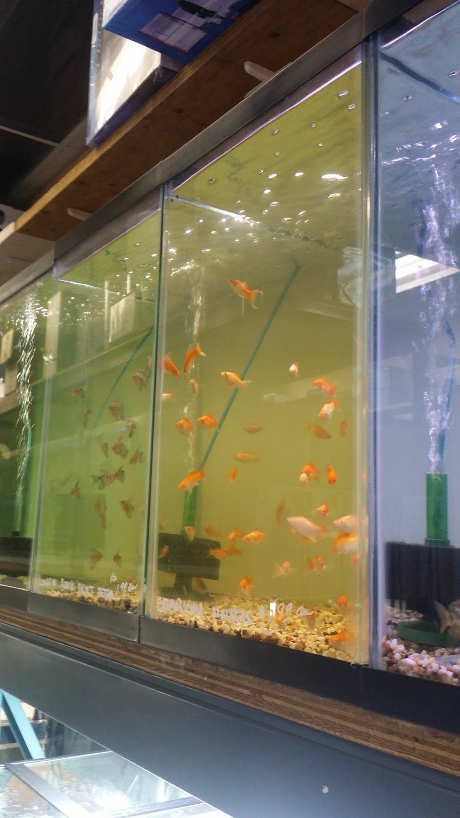 Gold Aquariums | 4710 17 Ave SE J, Calgary, AB T2A 0V1, Canada | Phone: (403) 273-5567