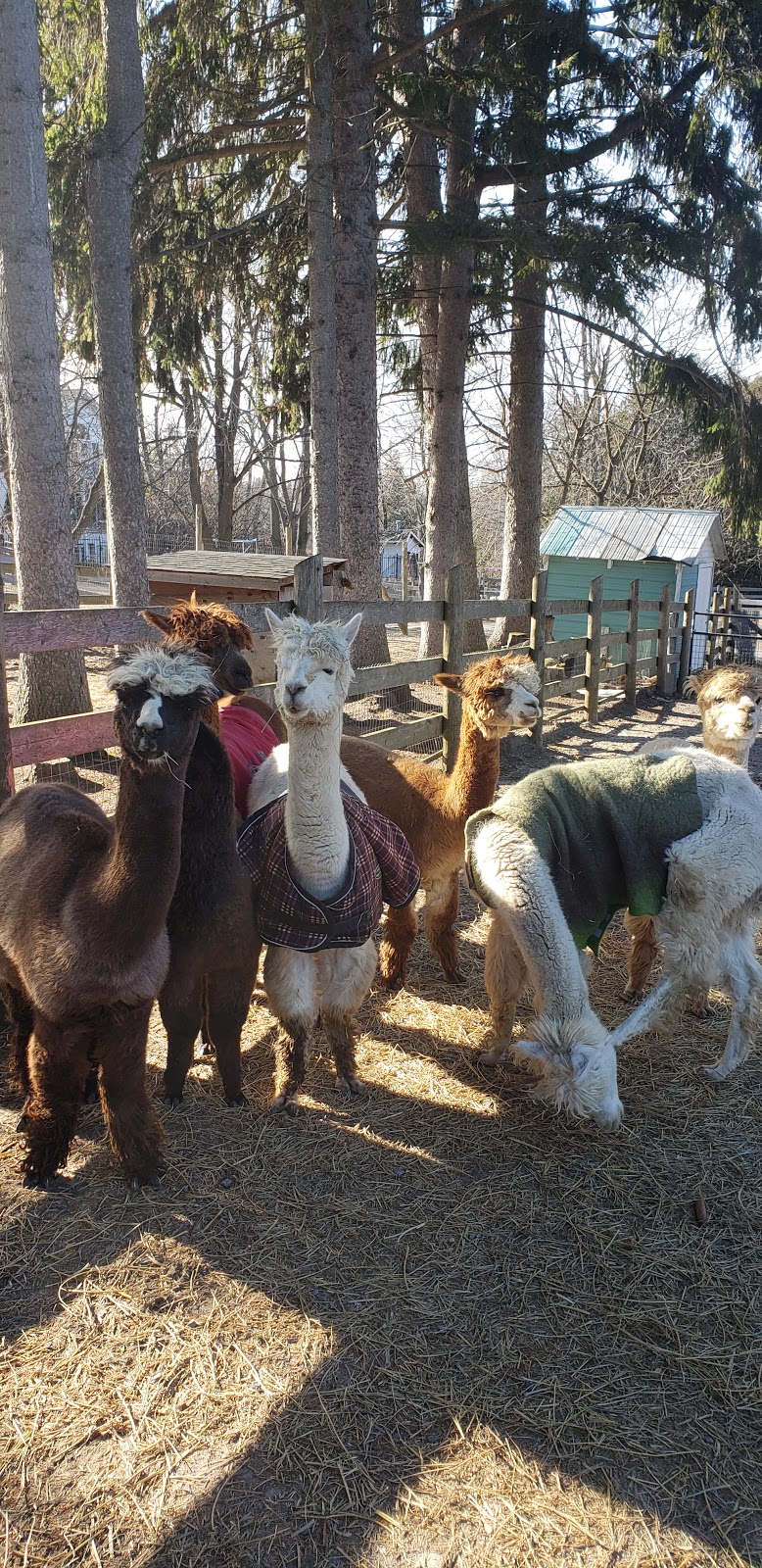 Old Mill Alpacas | 13557 Little Lake Rd, Colborne, ON K0K 1S0, Canada | Phone: (905) 269-4402