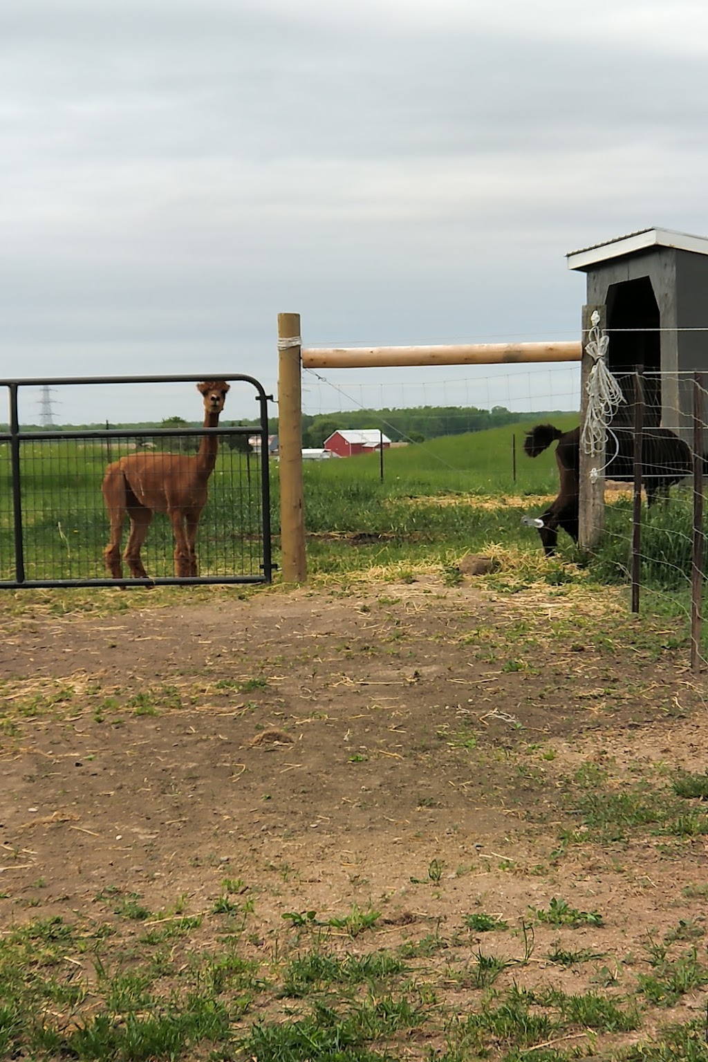 Stoneleigh Farm Alpacas | 9556 Charlton Dr, Denfield, ON N0M 1P0, Canada | Phone: (647) 654-1451