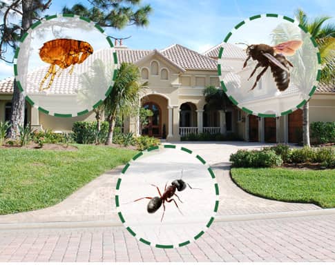 Mr. EXTERMINATOR Pest Control | 28 Barrington Trail, Collingwood, ON L9Y 0G1, Canada | Phone: (705) 888-0029