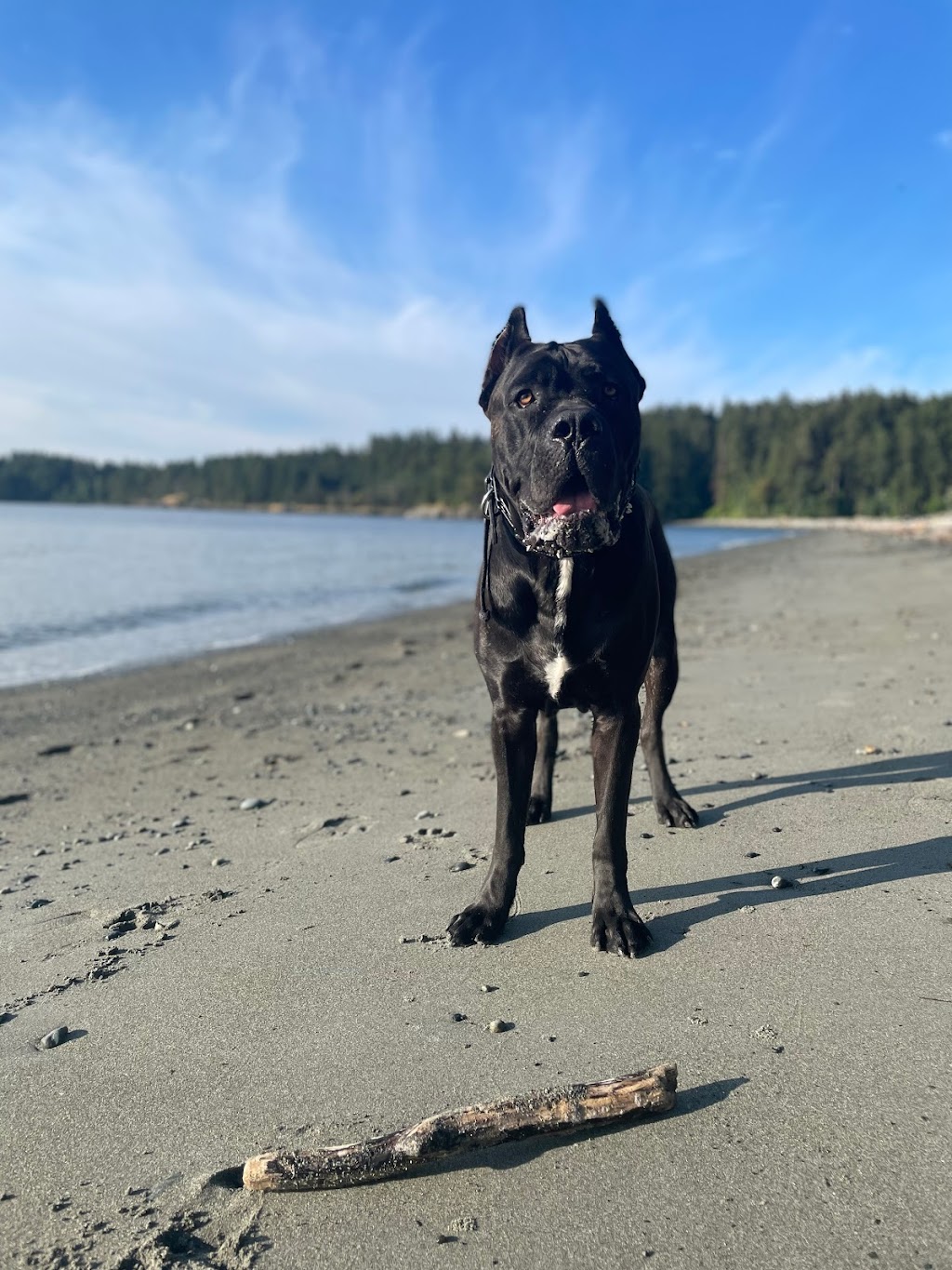 Focus K9 | Langford, Victoria, BC V9B 0X1, Canada | Phone: (236) 464-1611