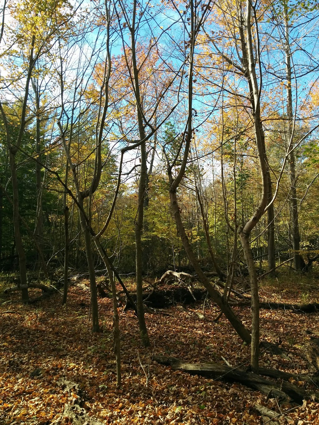 Black Oak Trail | Bennett Rd, Erieau, ON N0P 1N0, Canada