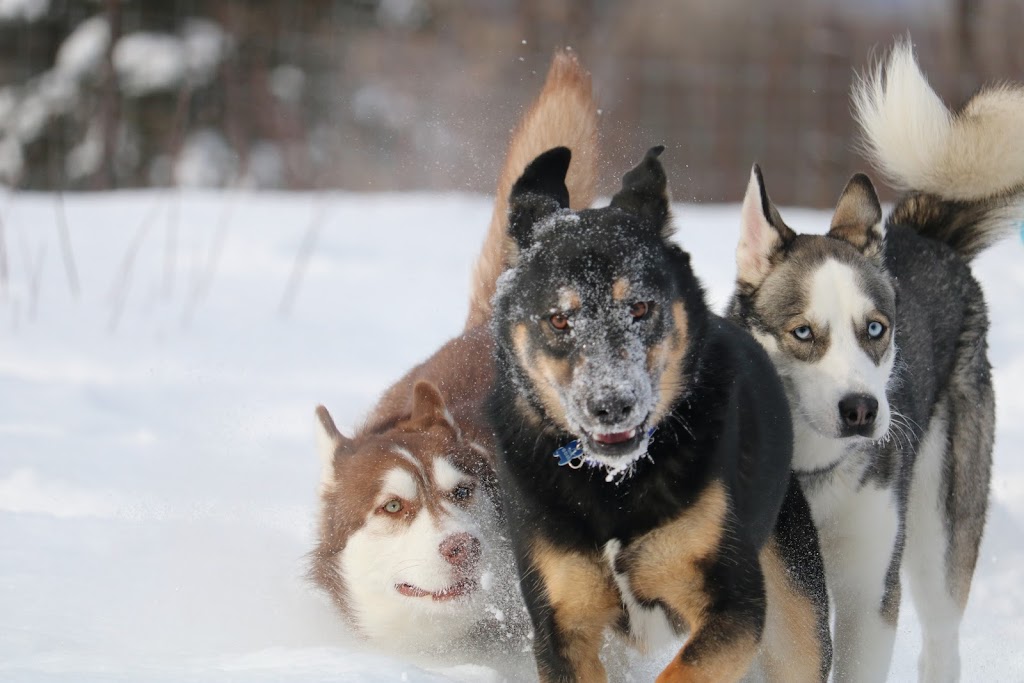 Ranch Canin Manitou | 1030 QC-352, Sainte-Thècle, QC G0X 3G0, Canada | Phone: (418) 507-6668