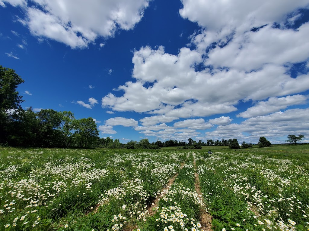 Vivian Ridge Farm | 16687 Warden Ave., Newmarket, ON L3Y 4W1, Canada | Phone: (416) 316-3984