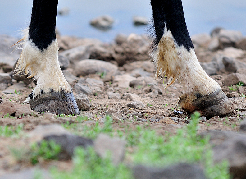 Okanagan School of Natural Hoof Care | 5981 Old Vernon Rd, Kelowna, BC V1X 7V2, Canada | Phone: (250) 869-7861