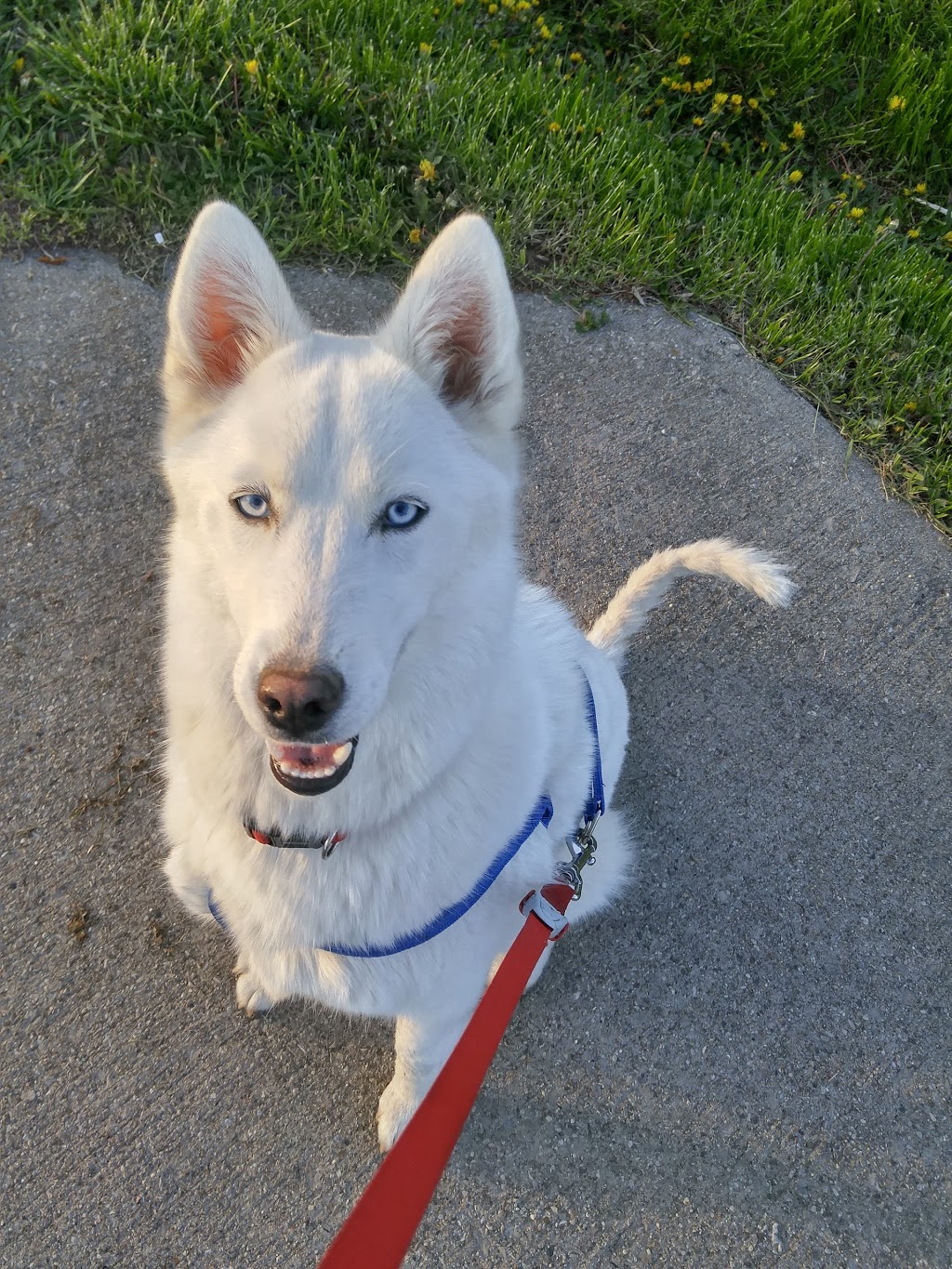 Steve McDonnell Leash Free Dog Park | 170 Lake St, Grimsby, ON L3M 5T3, Canada | Phone: (905) 945-1288