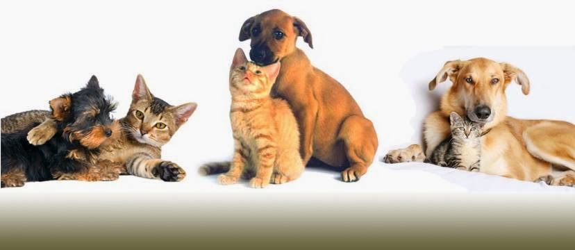 Napa Valley Animal Hospital | 9600 Islington Ave, Woodbridge, ON L4H 2T1, Canada | Phone: (905) 552-8387