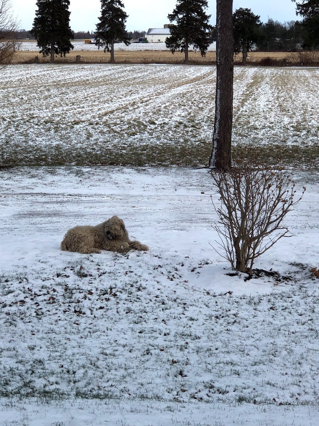 Invisible Fence of Greater Southwestern Ontario | 485023 Sweaburg Rd, Woodstock, ON N4S 7V6, Canada | Phone: (519) 537-5137