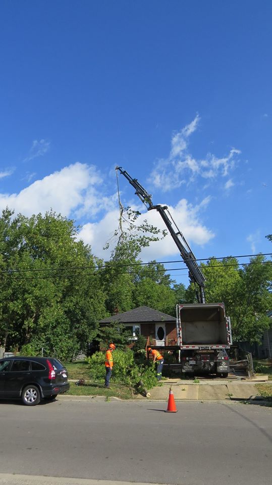 Able Tree Service Inc. | 27 Strandmore Cir, Whitby, ON L1M 0C1, Canada | Phone: (416) 283-3851