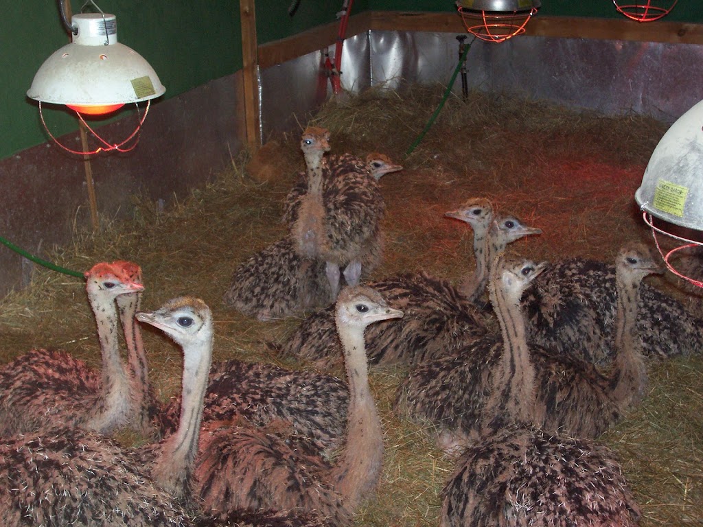 Universal Ostrich Farms Inc. | Langille Road, Edgewood, BC V0G 1J0, Canada | Phone: (250) 269-7447