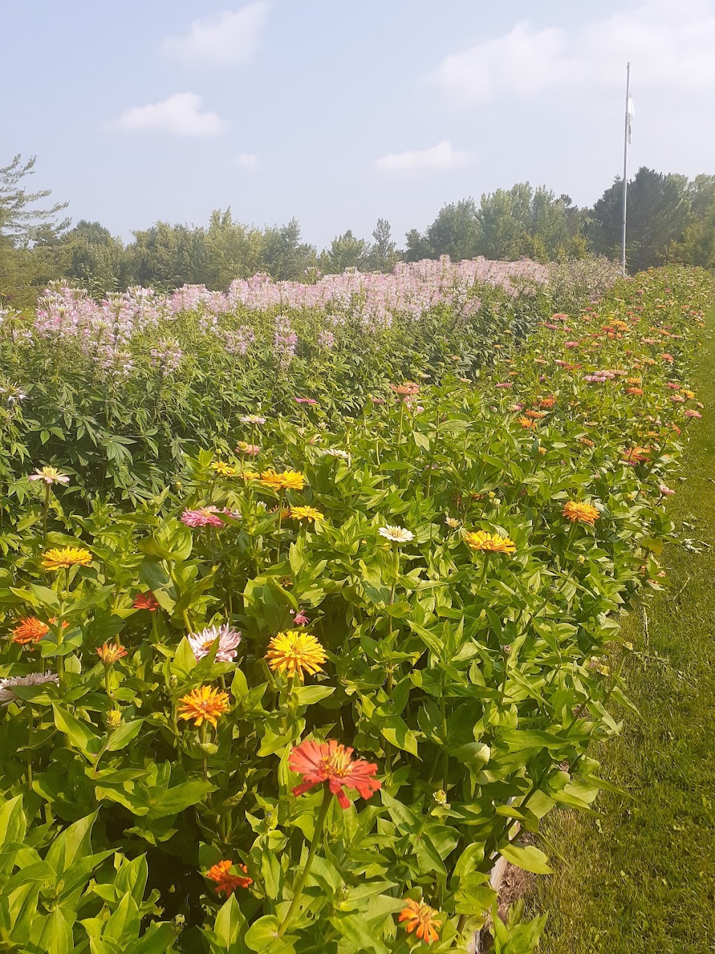 Windecker Woods Flower Farm | 215 Windecker Rd, Cayuga, ON N0A 1E0, Canada | Phone: (905) 973-1786