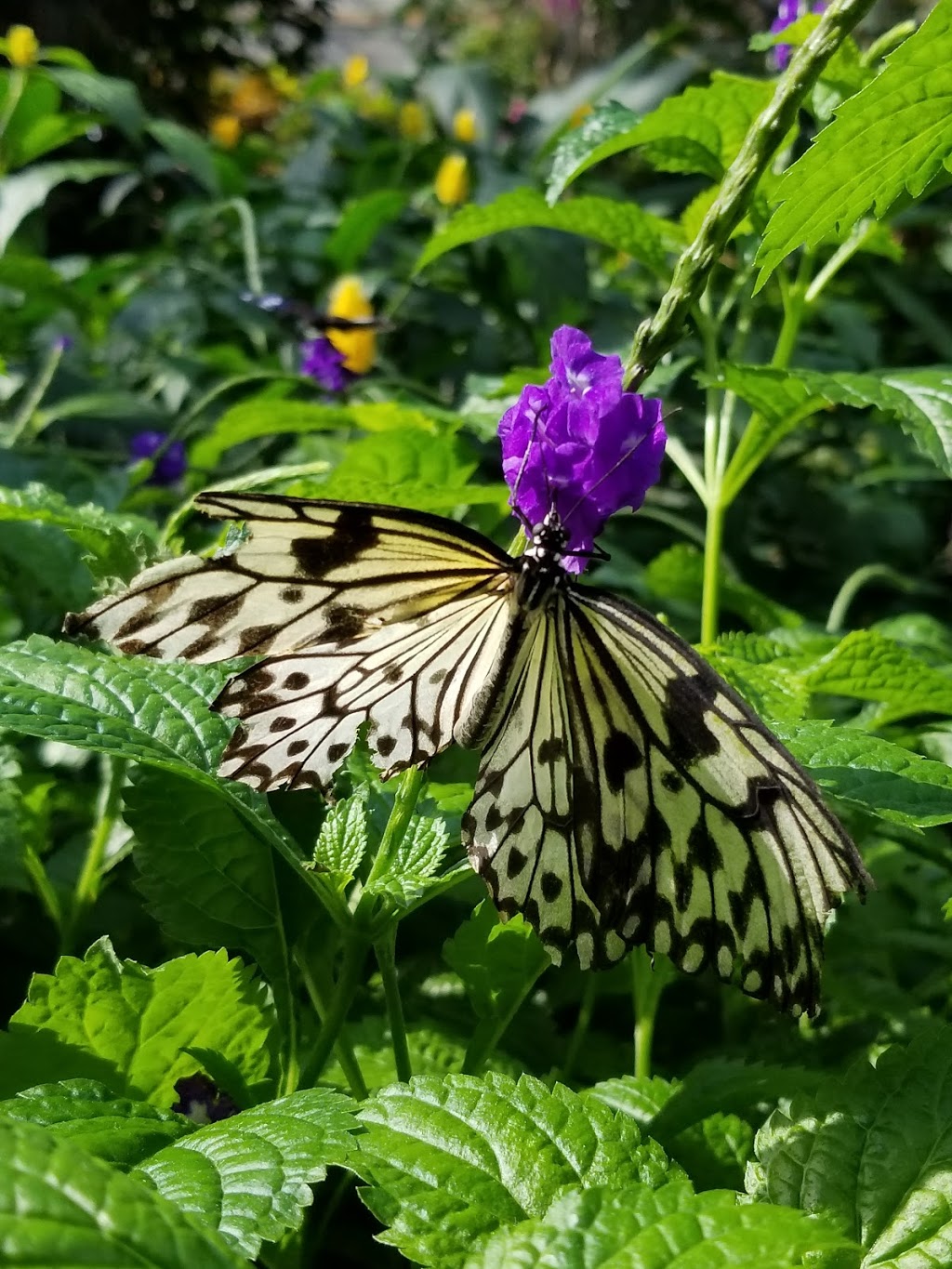 Cambridge Butterfly Conservatory | 2500 Kossuth Rd, Cambridge, ON N3H 4R7, Canada | Phone: (519) 653-1234