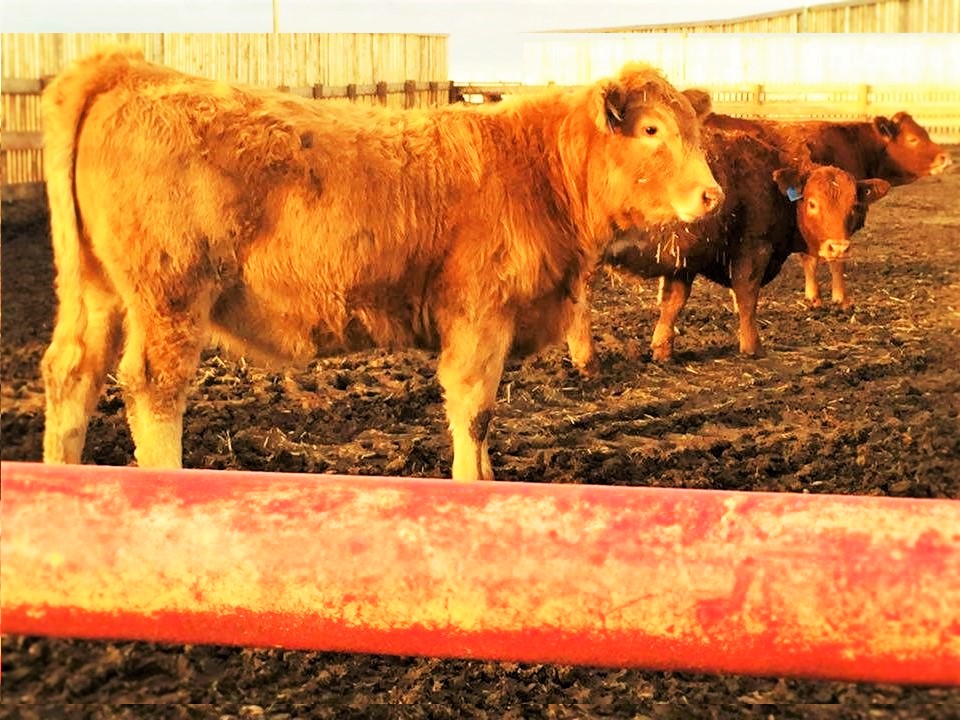 Kasko Cattle Co Ltd | Coaldale, AB T1M 1M2, Canada | Phone: (403) 345-4301