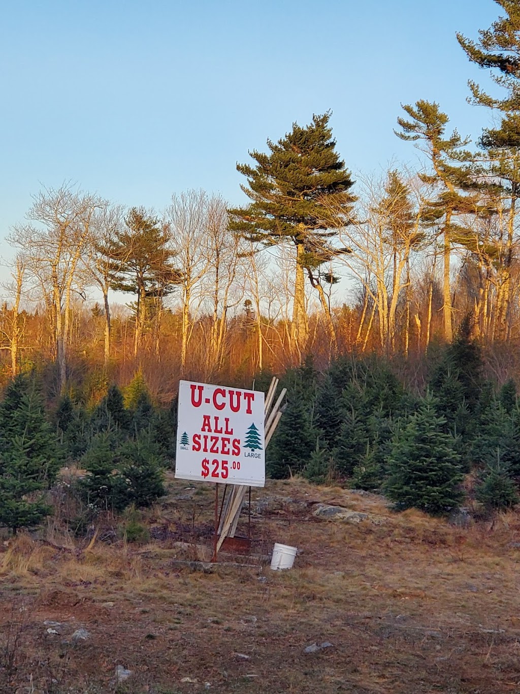 Hogans Christmas Tree Farm | 315 Etter Rd, Mount Uniacke, NS B0N 1Z0, Canada | Phone: (902) 866-2392