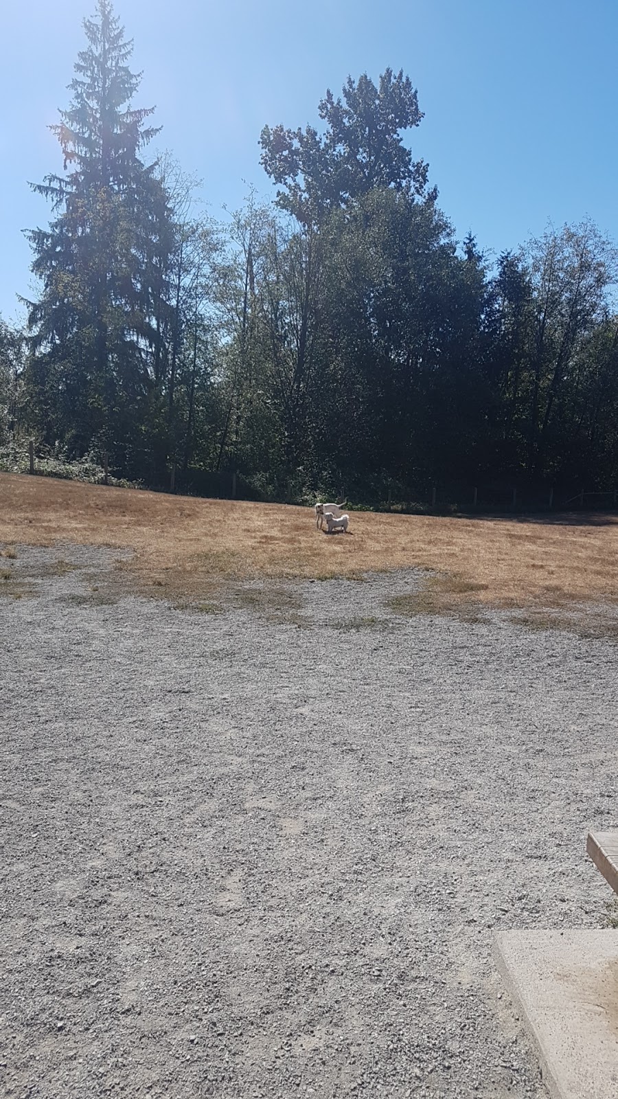 Dog Park | 729-995 Lefeuvre Rd, Abbotsford, BC V4X 1A5, Canada