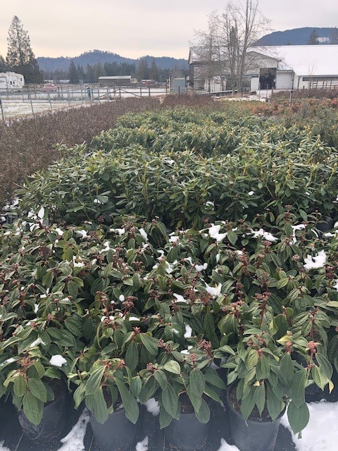 Green Flow Nurseries ltd. | 35850 Pattison Rd, Fraser Valley F, BC V2V 4J1, Canada | Phone: (604) 217-2992