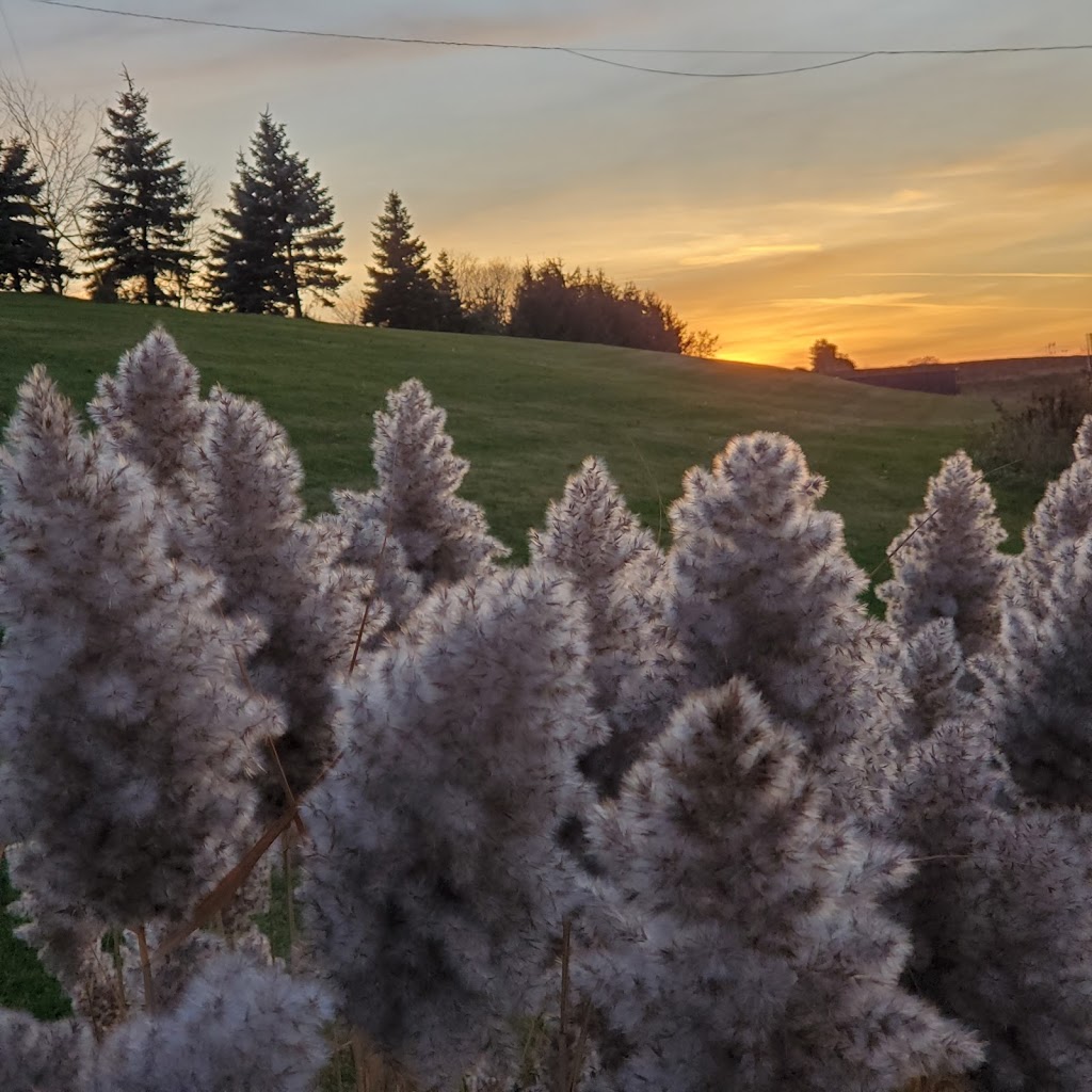 Brookdale Treeland Nurseries | 15450 ON-27, Schomberg, ON L0G 1T0, Canada | Phone: (905) 939-2223