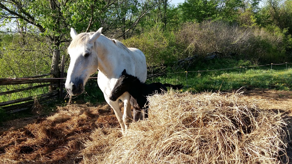 Rock-N-Horse Farm | 1267 Rae Rd, Almonte, ON K0A 1A0, Canada | Phone: (613) 256-6117