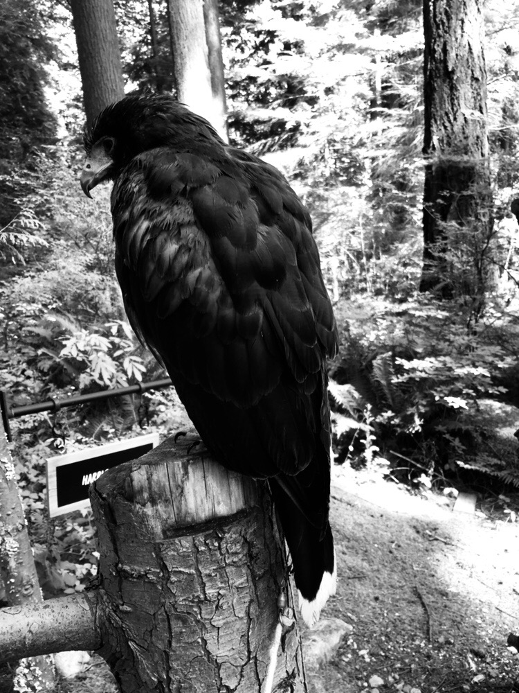 Raptors Ridge Birds of Prey | 26021 100 Ave, Maple Ridge, BC V2W 1S4, Canada | Phone: (604) 831-4295