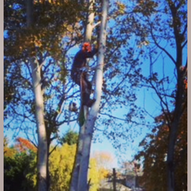 Quality Tree Service | 1672 Millstream Rd, Victoria, BC V9B 6E7, Canada | Phone: (250) 516-2303