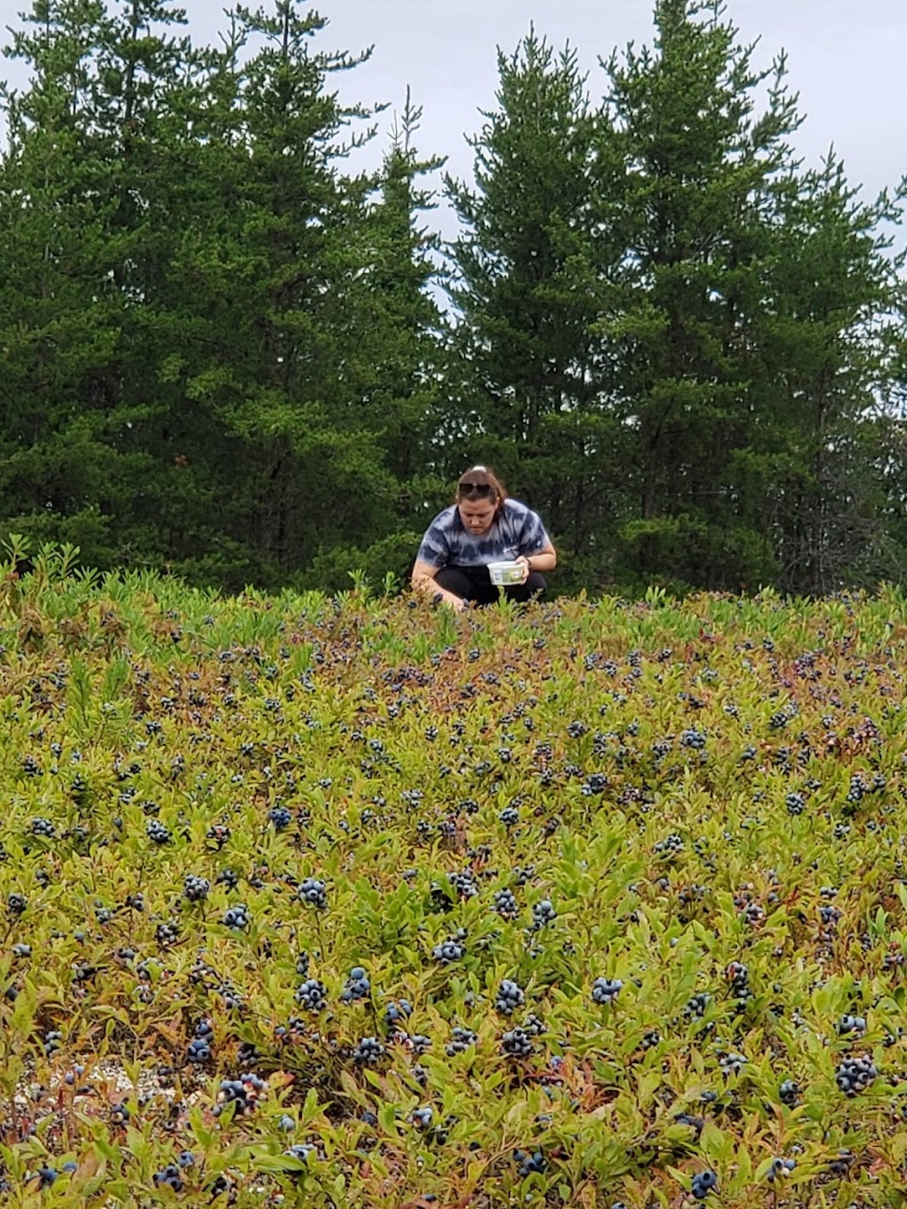 Bleuetière Touristique St François de Sales | Chem. de la Bleutière, Saint-François-de-Sales, QC G0W 1M0, Canada | Phone: (418) 637-5283