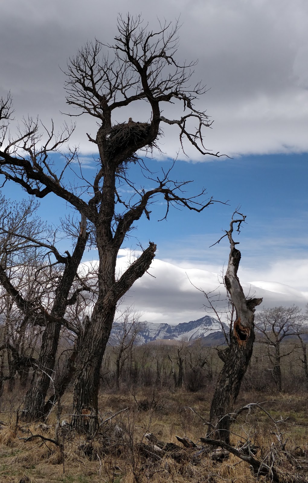 Waterton River Trail Rides Ltd. | SE 1/4 27-2-29 W4, Waterton Park, AB T0K 2M0, Canada | Phone: (403) 715-4156