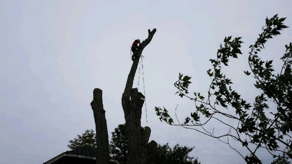 Driftwood Tree Service | 548 Wright St, Welland, ON L3B 2K5, Canada | Phone: (905) 329-0765