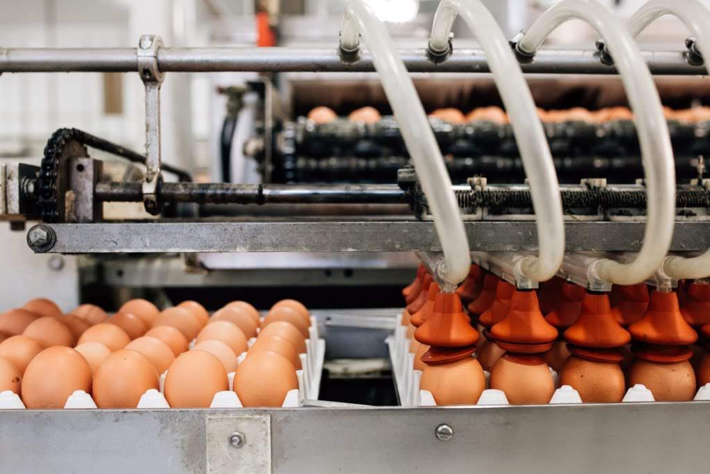 Coligny Creek Egg Co. | 4808 Mount Lehman Rd, Abbotsford, BC V4X 1Y3, Canada | Phone: (604) 856-7429