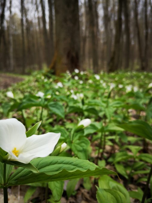 Pathways on Pleasure Valley | 2499 Brock Rd, Uxbridge, ON L9P 1R4, Canada | Phone: (905) 649-2888