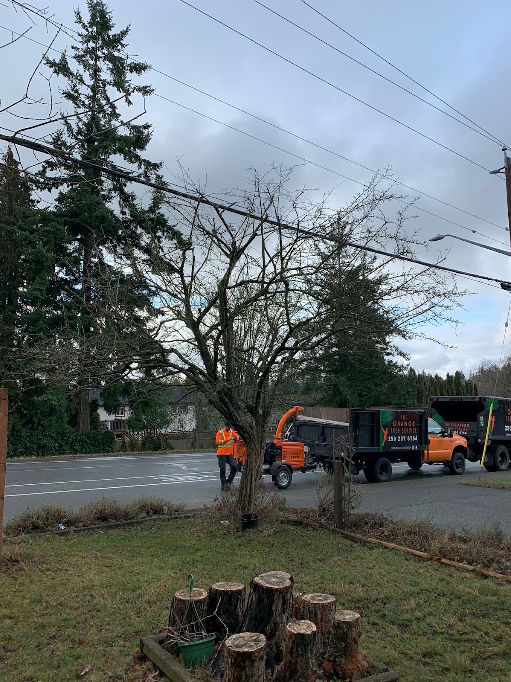 The Orange Tree Service | 1474 Hurford Ave, Courtenay, BC V9N 6X3, Canada | Phone: (250) 207-6764
