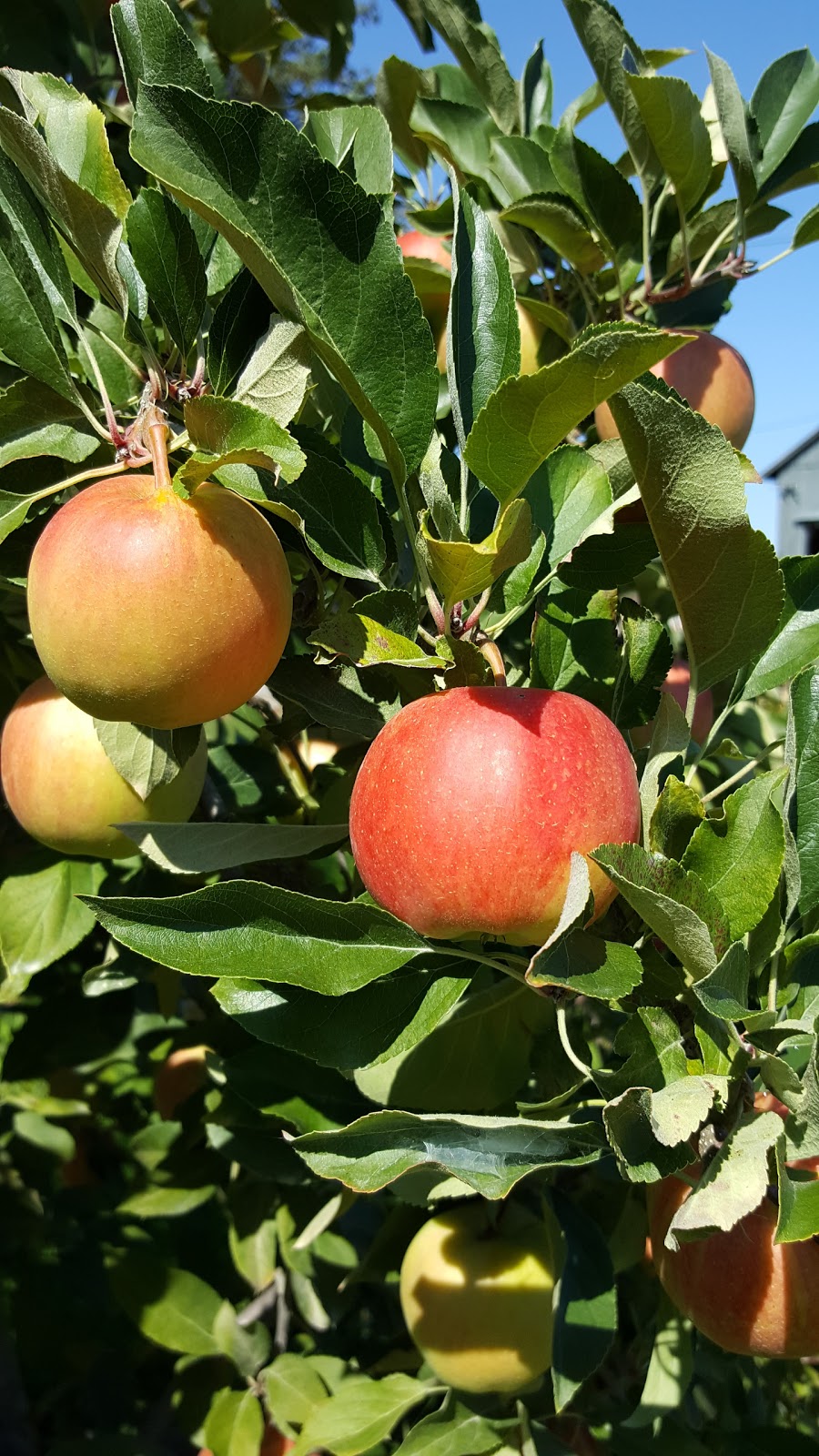 Rutherfords Farm and Roadside Market | 205 King St E, Colborne, ON K0K 1S0, Canada | Phone: (905) 355-3024