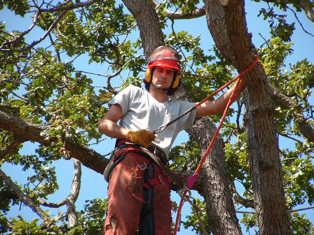 Harbourview Tree Experts | Box 234, Brentwood Bay, BC V8M 1R3, Canada | Phone: (250) 704-9143