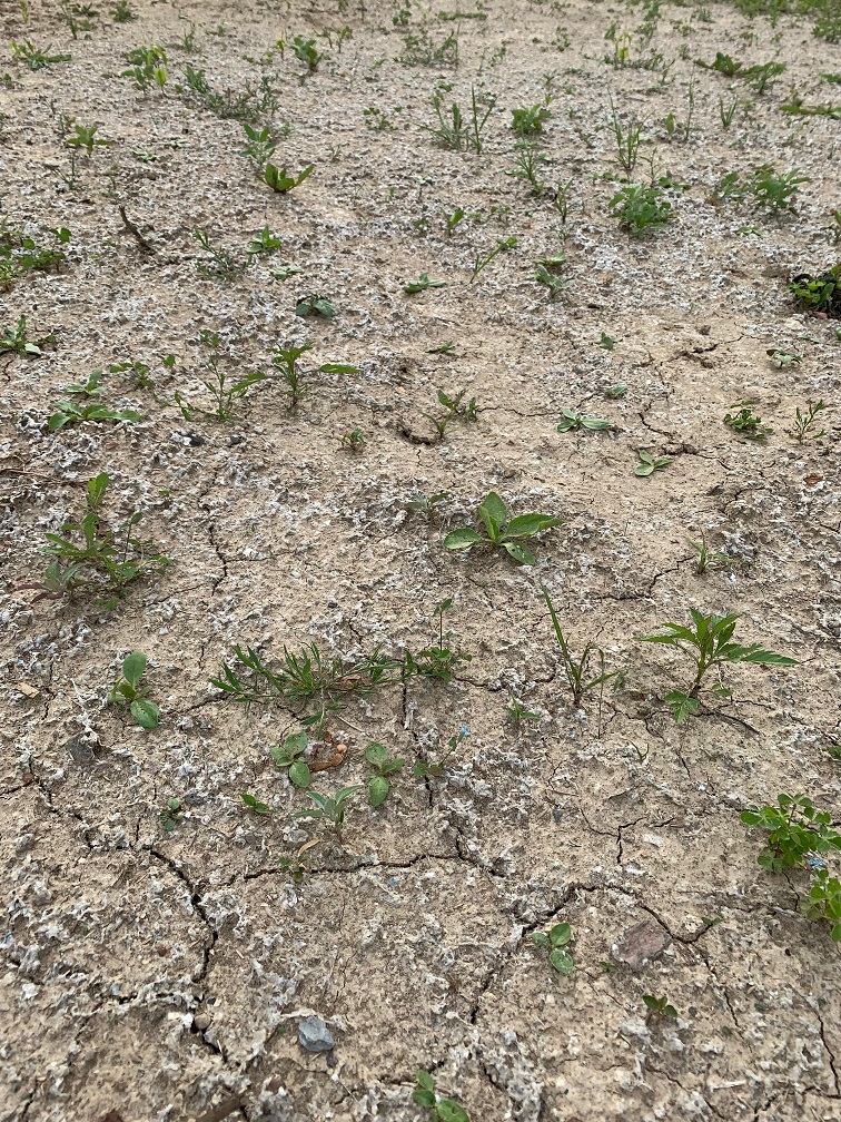 King Hydroseeding | 97 Healey Rd, Bolton, ON L7E 5A9, Canada | Phone: (905) 951-1101