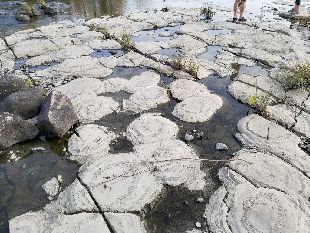 Stromatolites | Sentier des Voyageurs, Gatineau, QC J9H 7K9, Canada